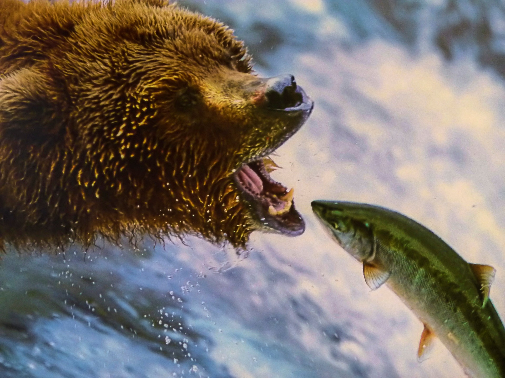 Der Bär und der Lachs – eine Fabel unserer Zeit